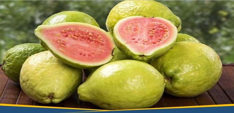 Menristek Sebut Jambu Biji Bisa Menangkal COVID-19